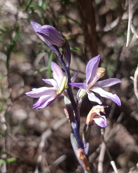 Limodorum trabutianum  - Daniel González