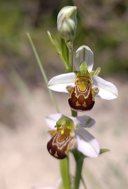Ophrys apifera  - Daniel González