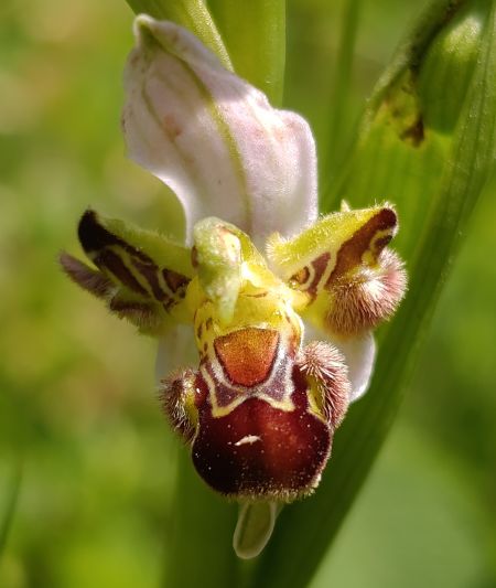 Ophrys apifera  - Daniel González