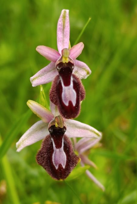 Ophrys catalaunica  - Daniel González