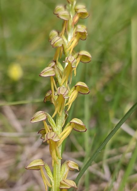 Orchis anthropophora  - Daniel González