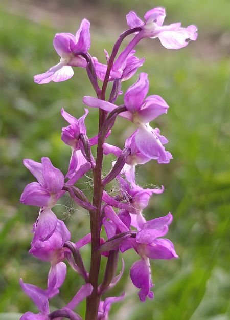 Orchis mascula  - Daniel González