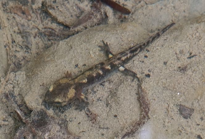 Salamandra comuna  - Daniel González