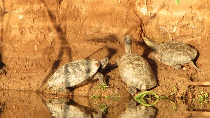 Tortuga de rierol  - anònim