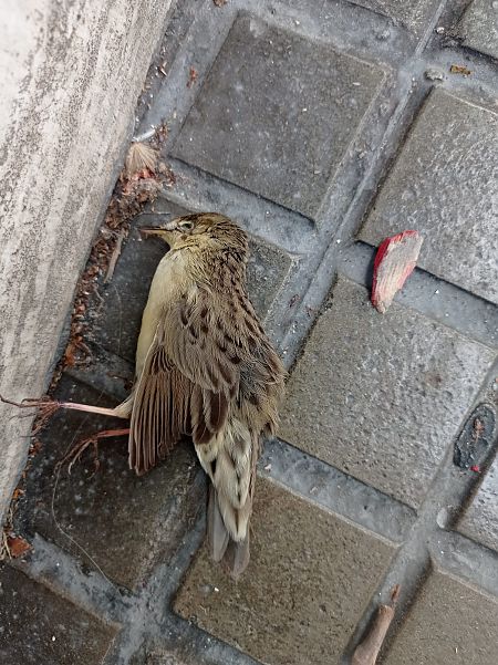 Boscaler pintat gros  - Raül Aymí