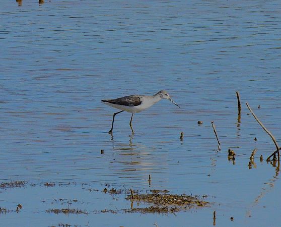 Marsh Sandpiper  - Lluis Mir Pla
