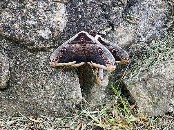 Saturnia pyri  - R. Alamany