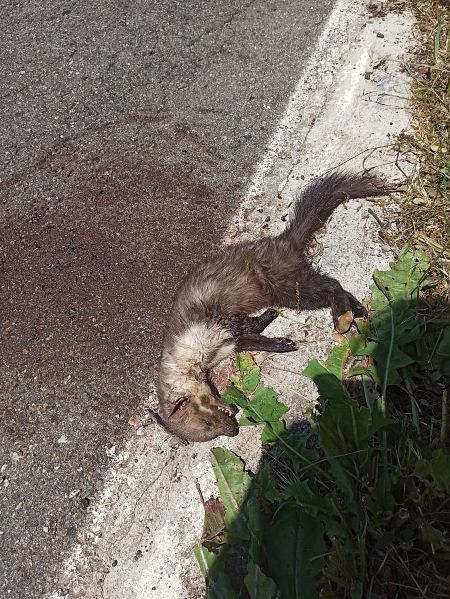 Fagina, gorjablanc  - Agents Rurals El Pallars Jussà