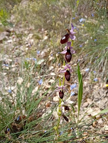 Ophrys catalaunica  - Bet Bedmar