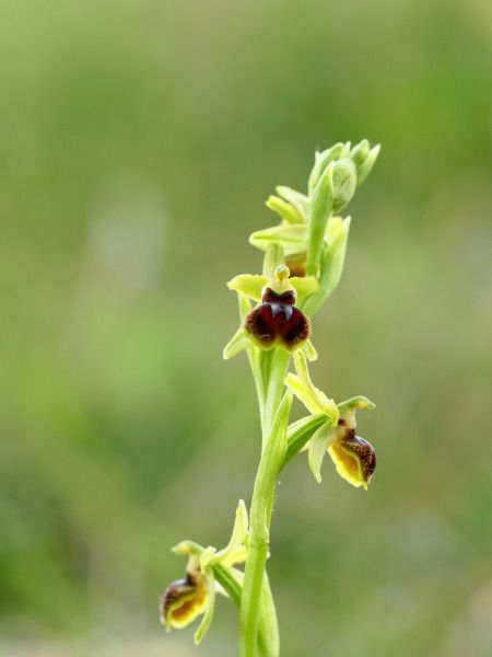 Ophrys araneola  - Ramon Calvet i Falgueras