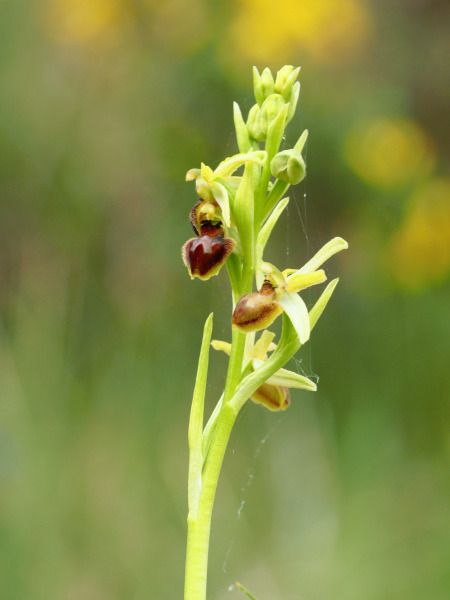 Ophrys araneola  - Ramon Calvet i Falgueras