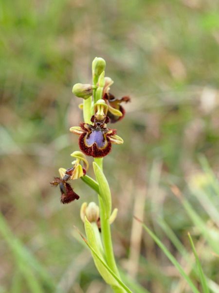 Ophrys speculum  - Ramon Calvet i Falgueras