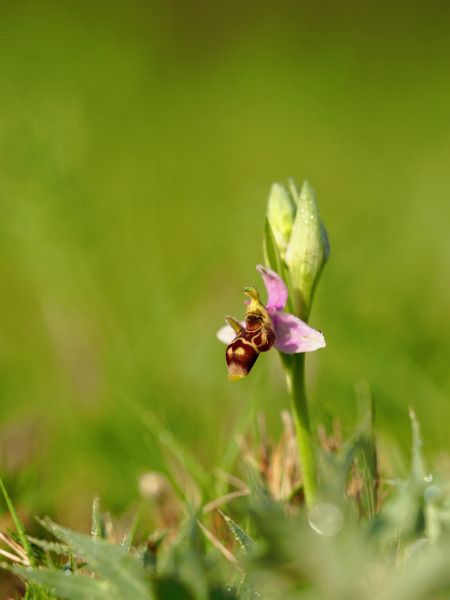 Ophrys scolopax  - Ramon Calvet i Falgueras