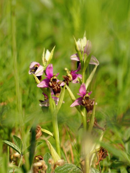 Ophrys scolopax  - Ramon Calvet i Falgueras