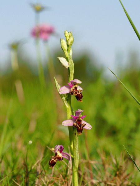 Ophrys scolopax  - Ramon Calvet i Falgueras