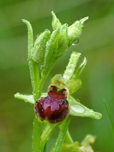 Ophrys araneola  - Ramon Calvet i Falgueras