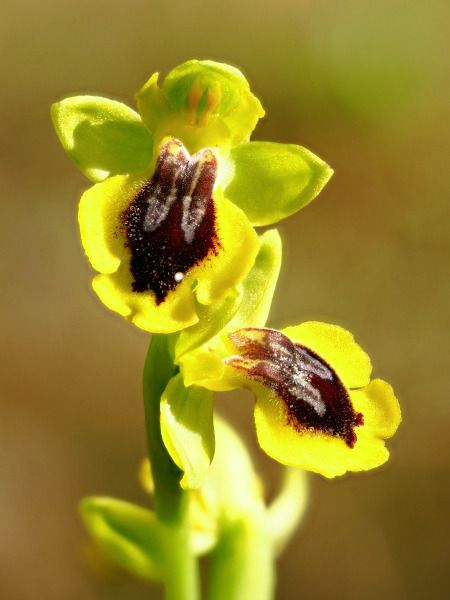 Ophrys lutea  - Ramon Calvet i Falgueras