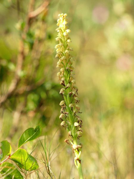 Orchis anthropophora  - Ramon Calvet i Falgueras