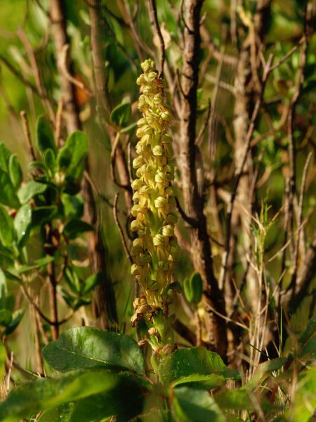 Orchis anthropophora  - Ramon Calvet i Falgueras