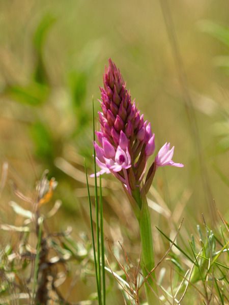 Anacamptis pyramidalis  - Ramon Calvet i Falgueras
