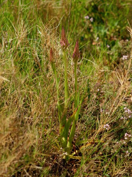 Anacamptis pyramidalis  - Ramon Calvet i Falgueras