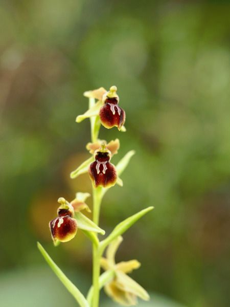 Ophrys araneola  - Ramon Calvet i Falgueras