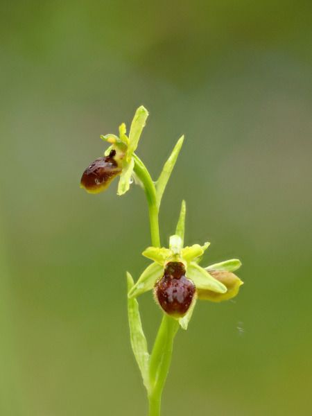 Ophrys araneola  - Ramon Calvet i Falgueras