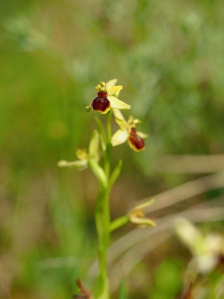 Ophrys araneola  - Ramon Calvet i Falgueras