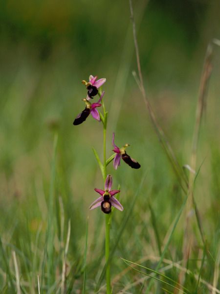 Ophrys catalaunica  - Ramon Calvet i Falgueras