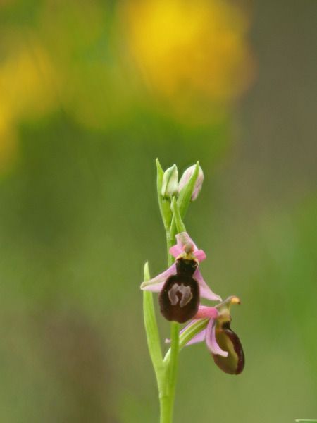 Ophrys catalaunica  - Ramon Calvet i Falgueras