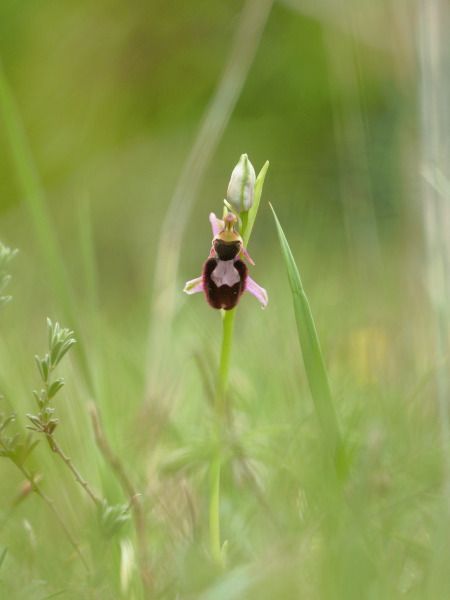 Ophrys catalaunica  - Ramon Calvet i Falgueras