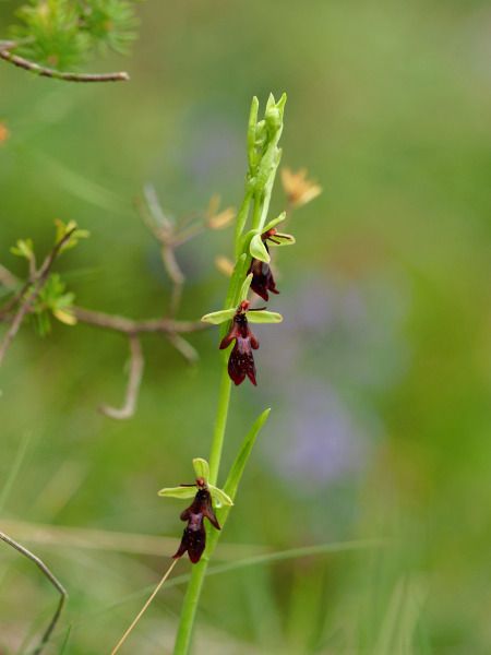 Ophrys insectifera  - Ramon Calvet i Falgueras