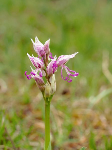 Orchis simia  - Ramon Calvet i Falgueras