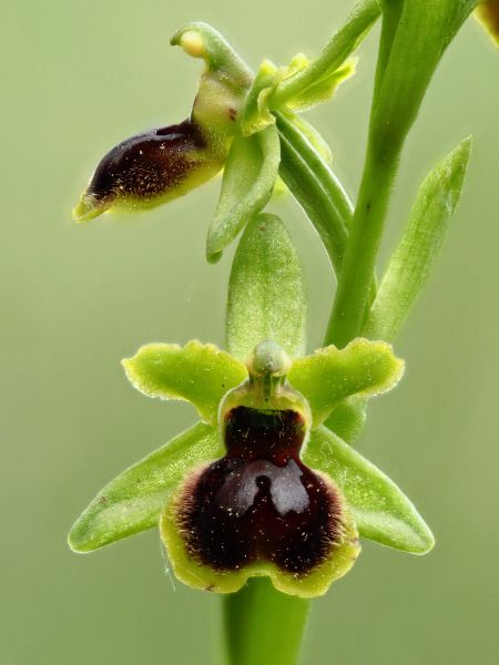 Ophrys araneola  - Ramon Calvet i Falgueras