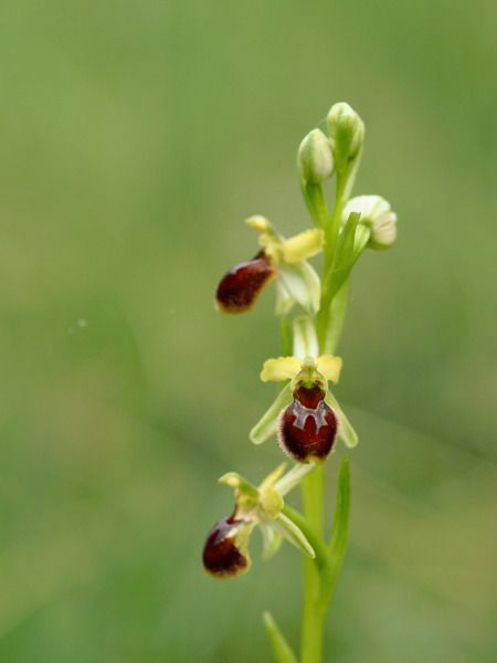 Ophrys araneola  - Ramon Calvet i Falgueras