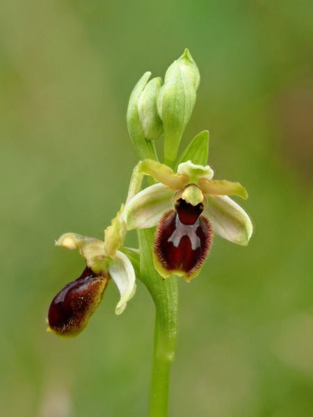 Ophrys araneola  - Ramon Calvet i Falgueras