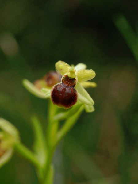 Ophrys araneola  - Ramon Calvet i Falgueras