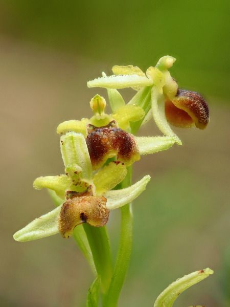 Ophrys araneola  - Ramon Calvet i Falgueras