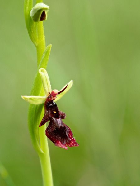 Ophrys insectifera  - Ramon Calvet i Falgueras