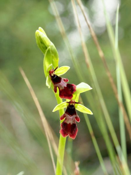 Ophrys insectifera  - Ramon Calvet i Falgueras