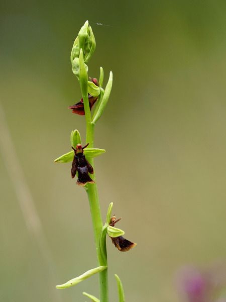 Ophrys insectifera  - Ramon Calvet i Falgueras