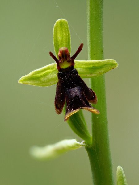 Ophrys insectifera  - Ramon Calvet i Falgueras