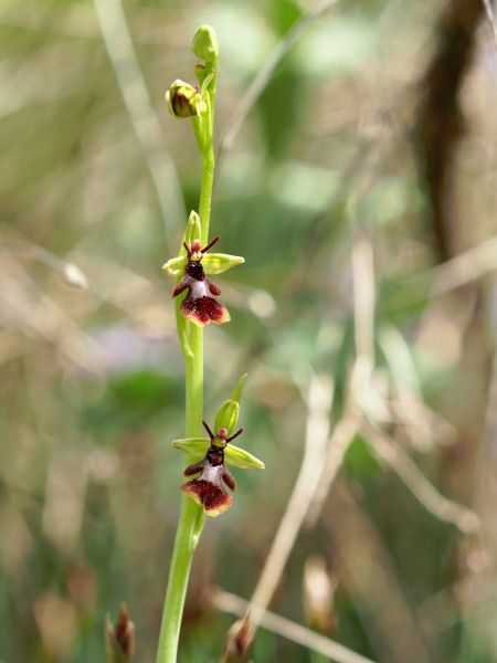 Ophrys insectifera  - Ramon Calvet i Falgueras