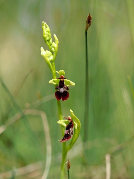 Ophrys insectifera  - Ramon Calvet i Falgueras