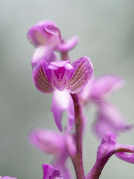 Anacamptis morio subsp. picta  - Ramon Calvet i Falgueras