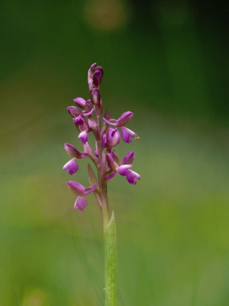 Anacamptis morio subsp. picta  - Ramon Calvet i Falgueras