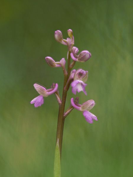 Anacamptis morio subsp. picta  - Ramon Calvet i Falgueras