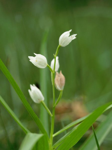 Cephalanthera longifolia  - Ramon Calvet i Falgueras