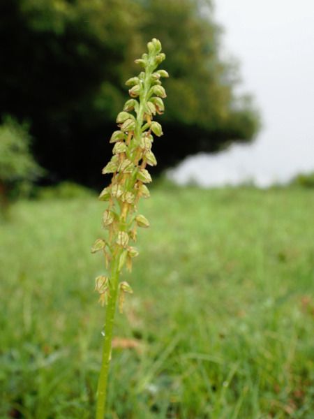 Orchis anthropophora  - Ramon Calvet i Falgueras