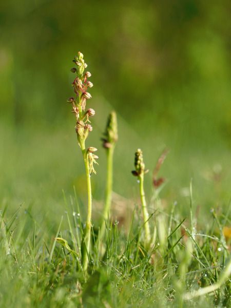 Orchis anthropophora  - Ramon Calvet i Falgueras